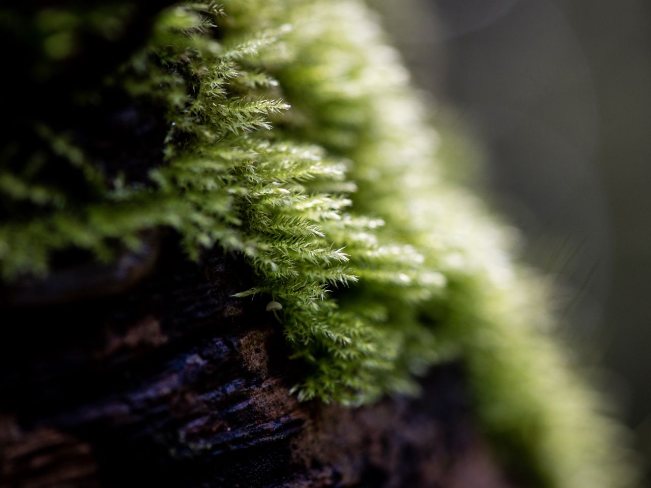 Moss